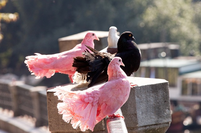 对战术的灵 对战术的灵