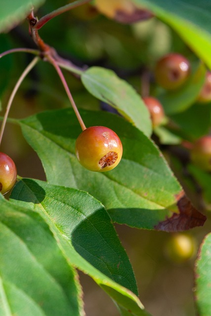 这份成熟的 这份成熟的